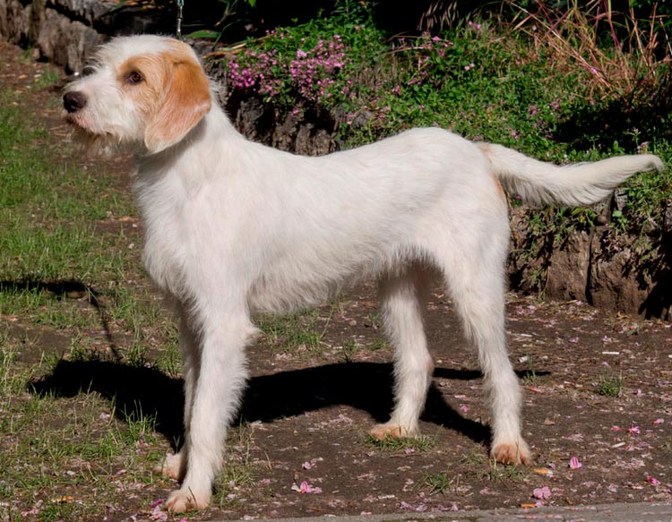 perro de raza Sabueso de Istria
