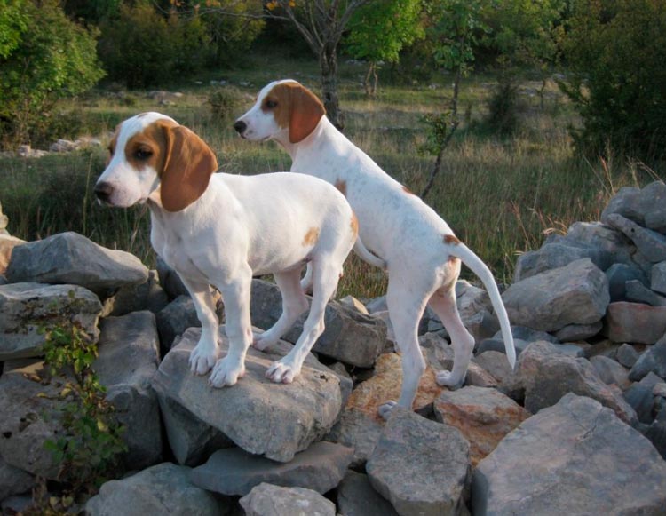 cachorros de Sabueso de Istria