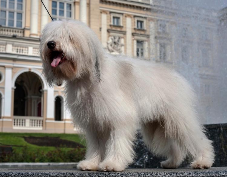raza de perros Odis