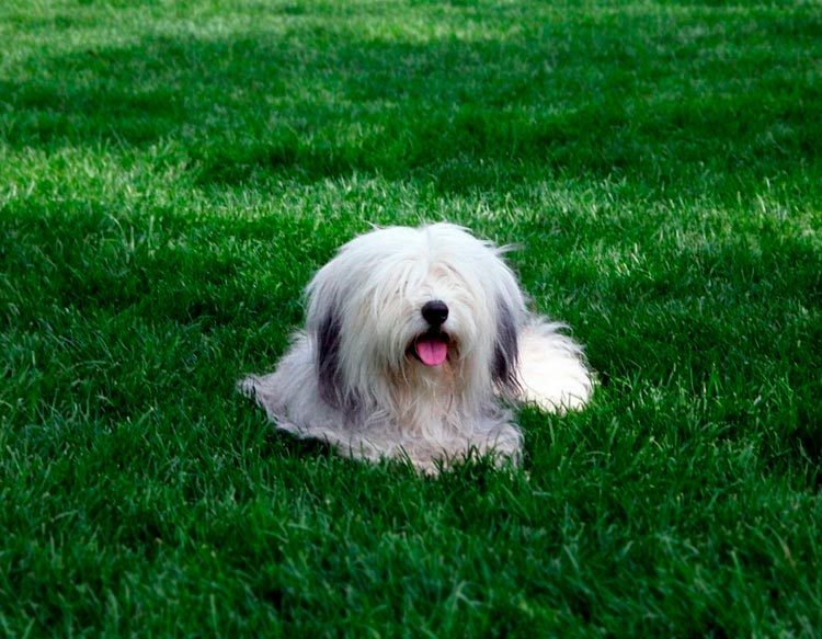 perro de raza odis