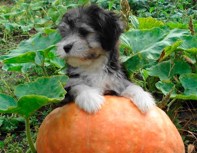 cachorro de la raza Odis