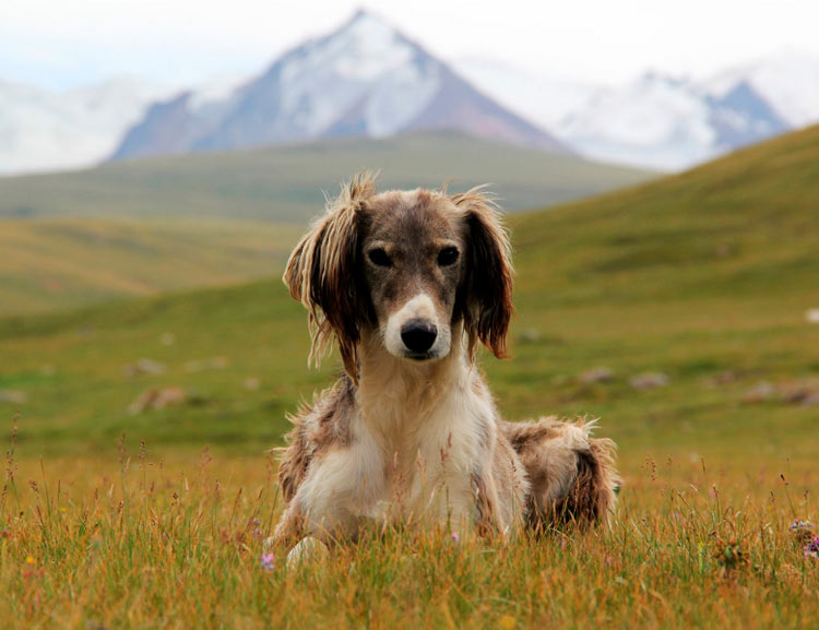 Raza de perros Taigan