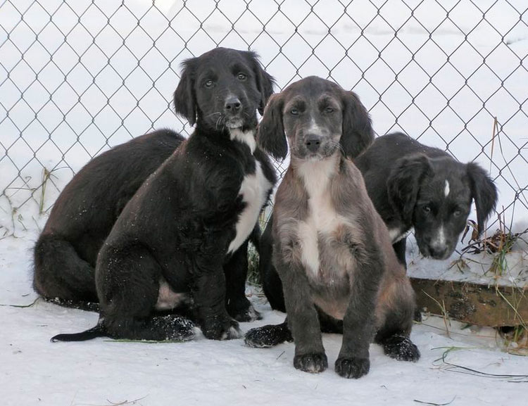Cachorros de taigán