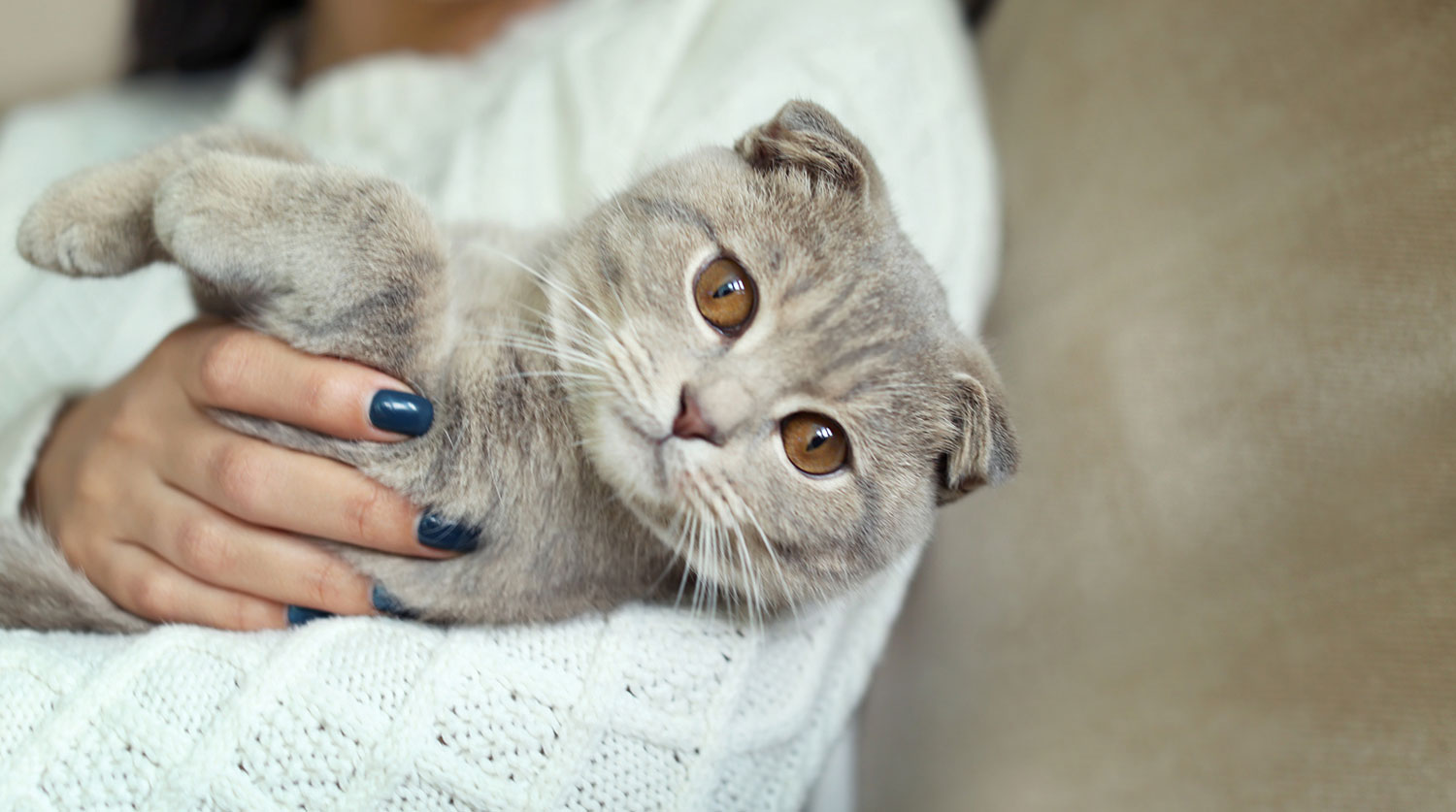 Reacciones alérgicas en gatos