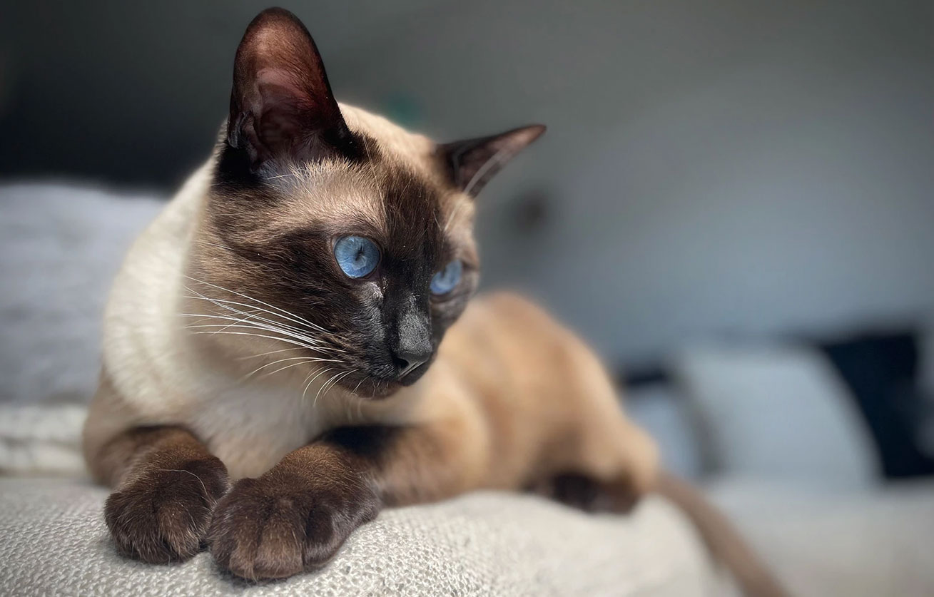 Razas de gatos propensas a alergias