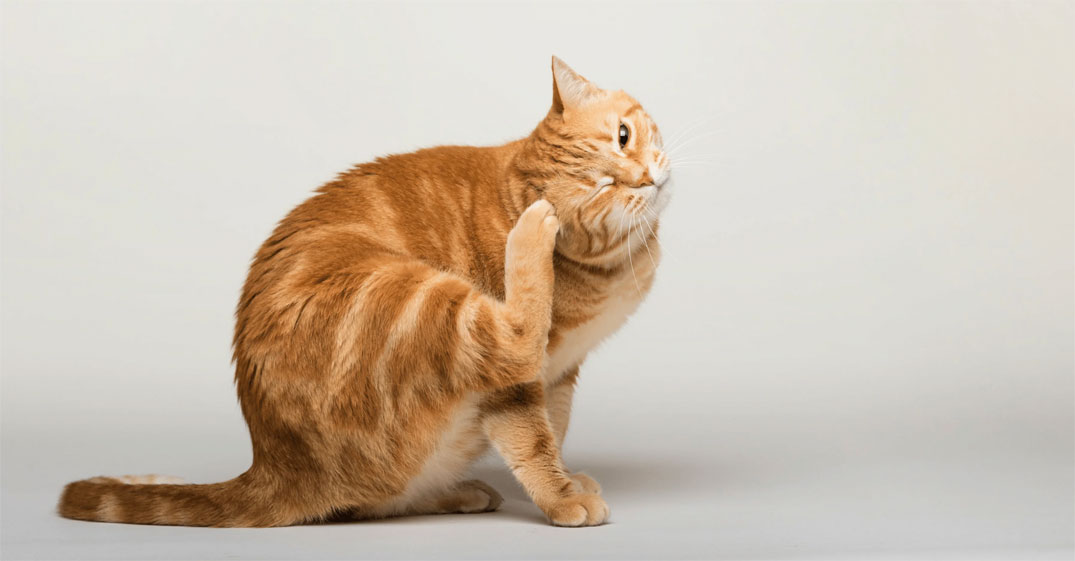 Síntomas de alergia en gatos