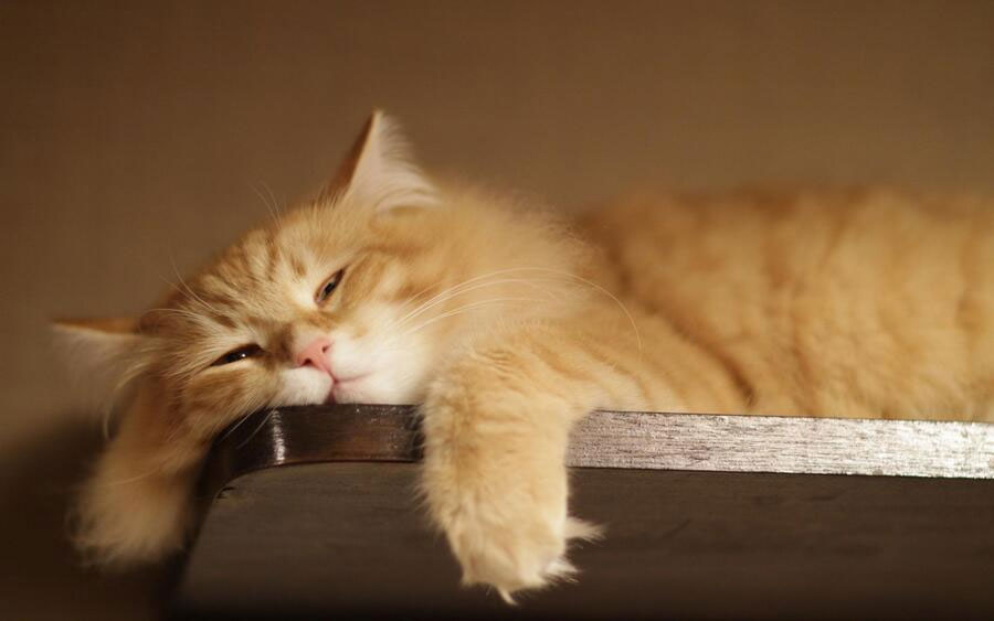 Sintomatología de la alergia en gatos
