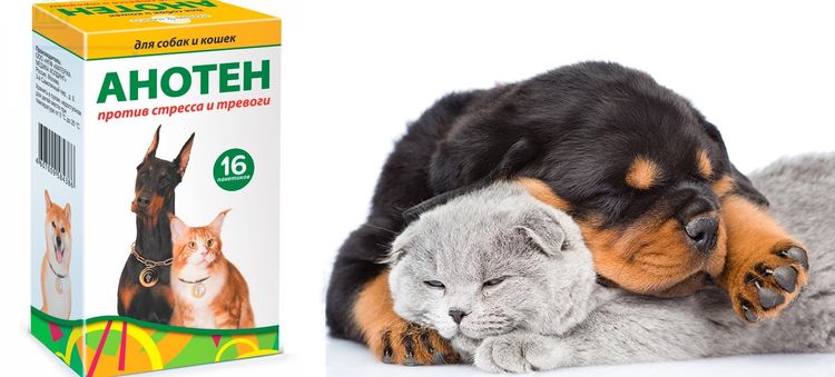 Medicamento para gatos y perros Anoten