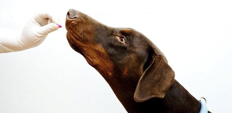 Se administra el medicamento al perro