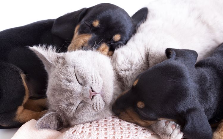 Perros y un gato duermen juntos