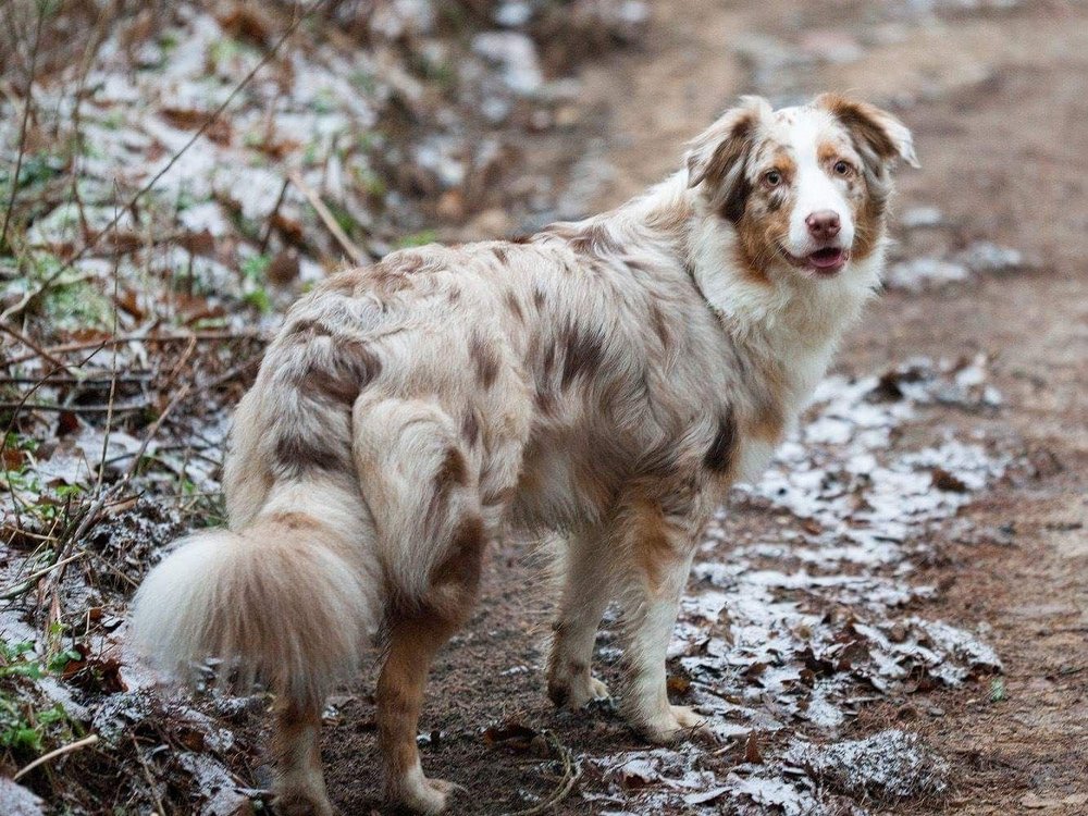 Color Merle en el Aussie
