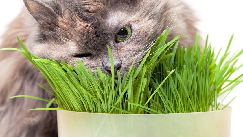 El gato come hierba