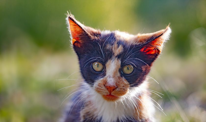 Avitaminosis en el gato