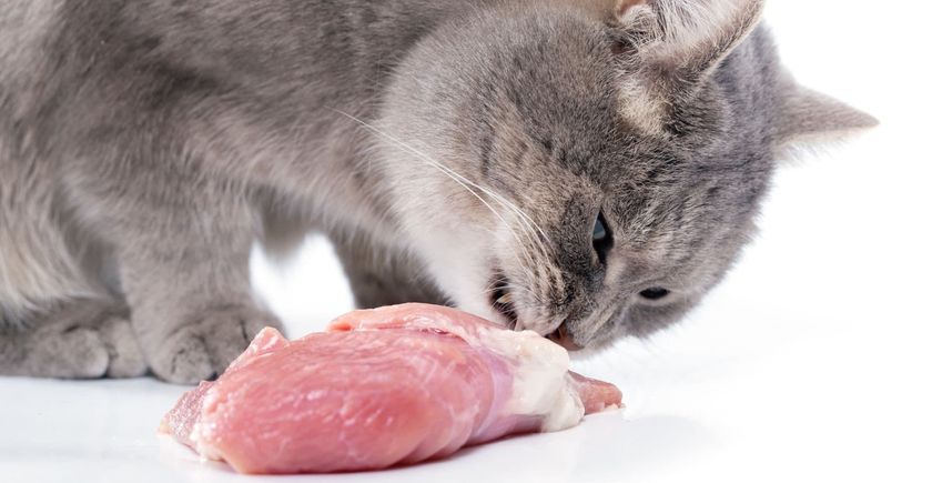 El gato come carne
