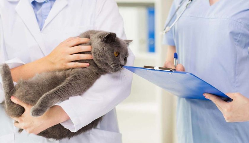 Gato en el médico