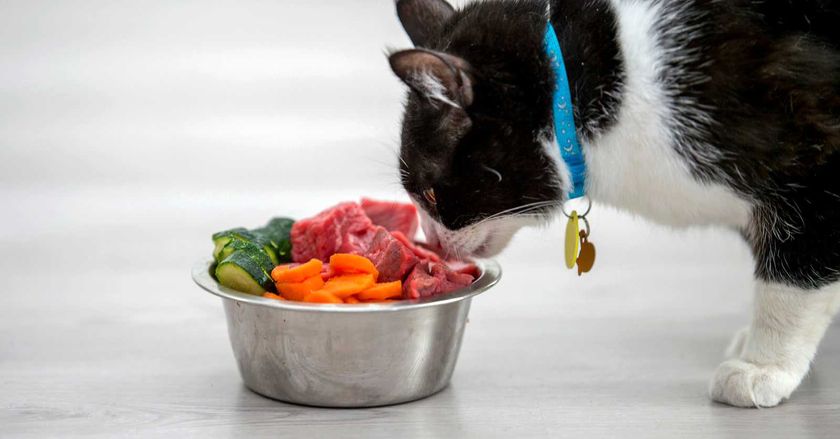 Alimentación natural para el gato