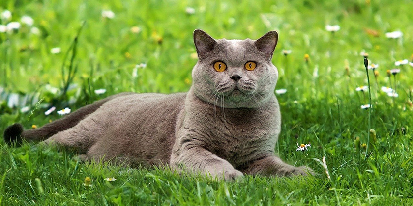 Avitaminosis en gatos