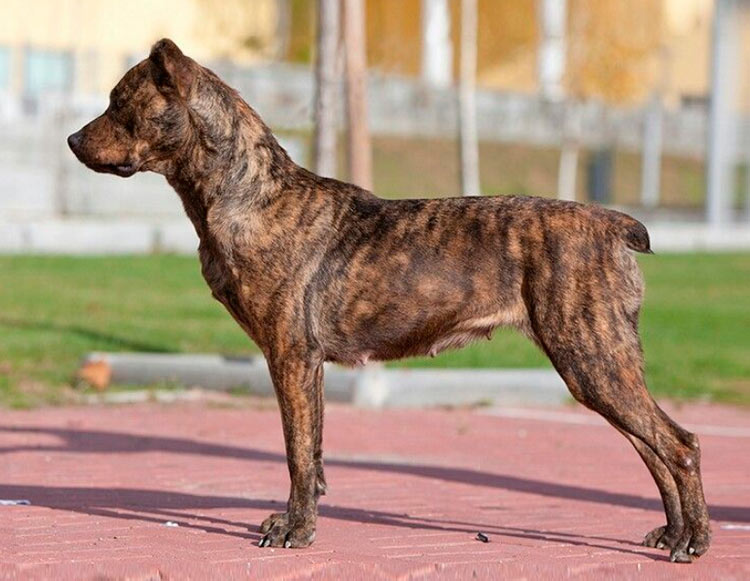 Estándar de la raza Perro Pastor de las Azores