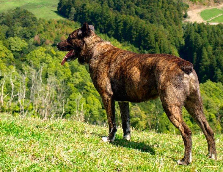 perro de la raza Pastor de las Azores