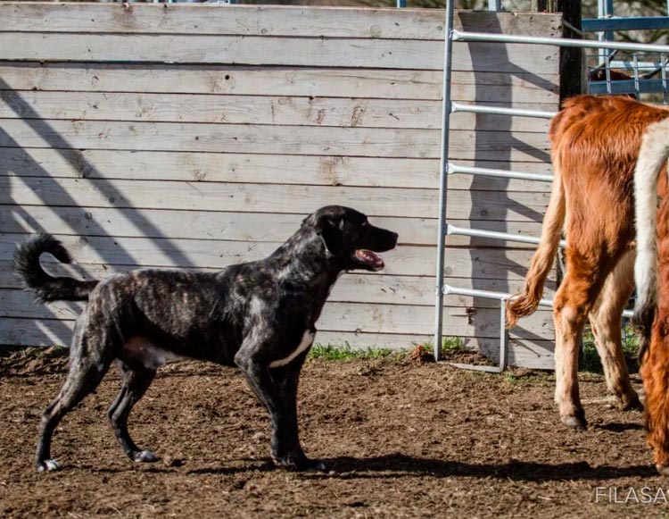 Perro Pastor de las Azores (Fila de San Miguel)