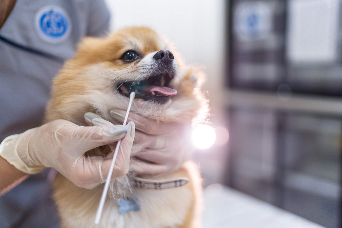 Qué indica el color de las encías del perro