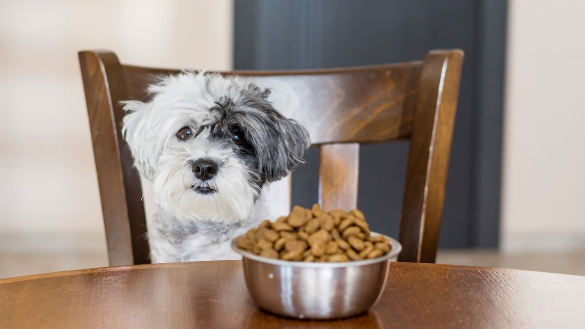 Causas de la deficiencia de vitaminas en el perro