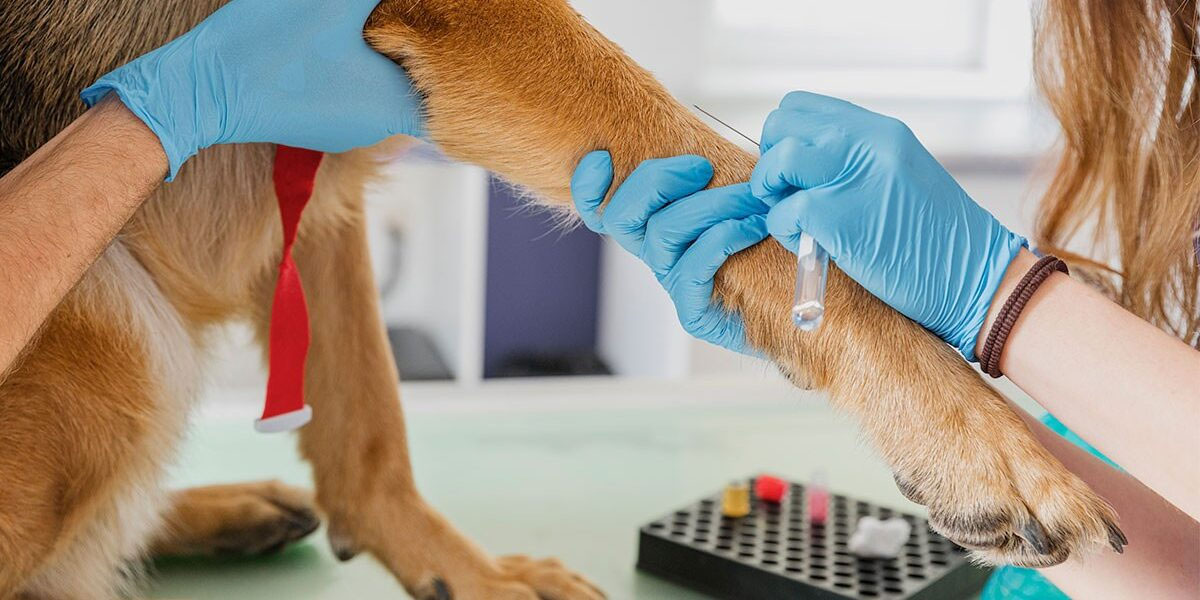 Diagnóstico de la anemia en el perro