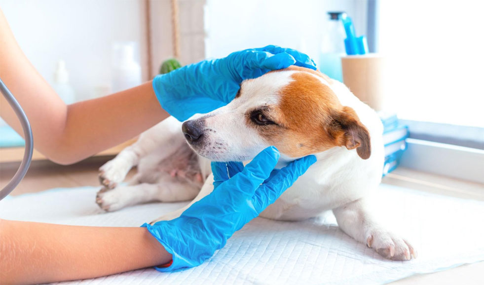 Atención de urgencia para el perro