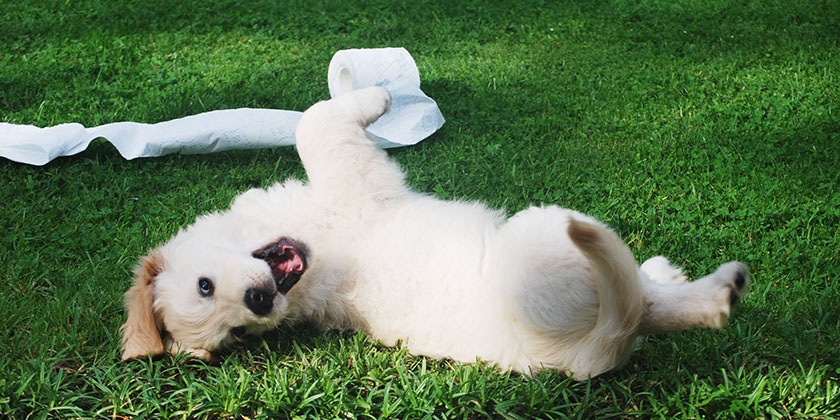 Cachorro en el césped