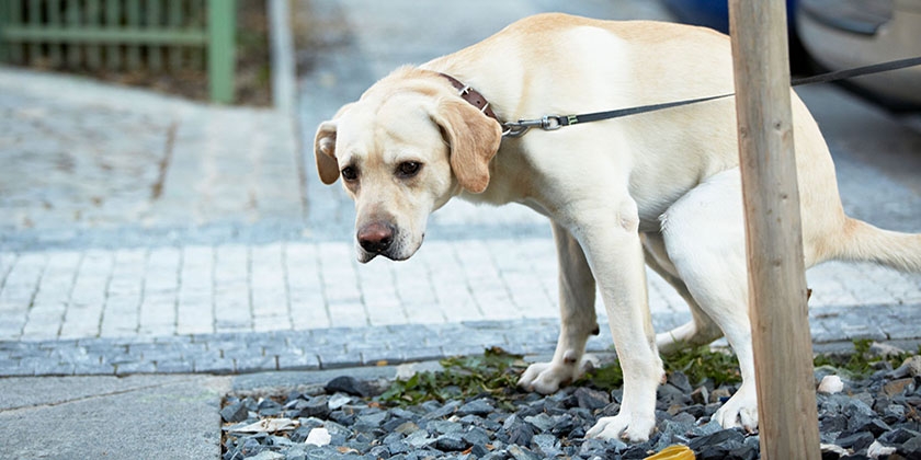 Heces blancas en perros