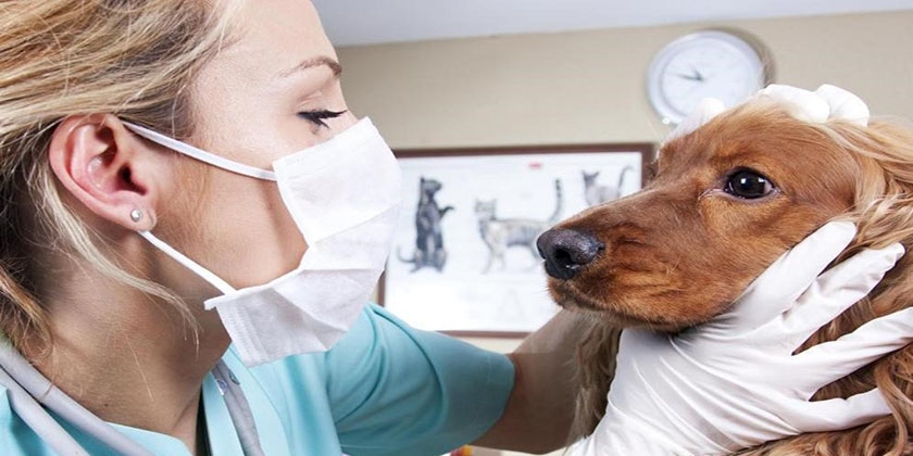 Veterinario y perro