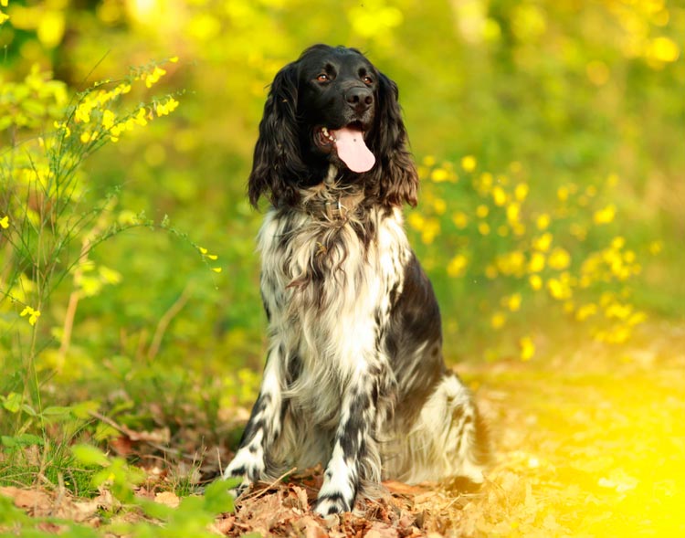 Gran Münsterländer