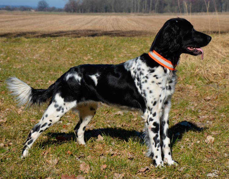 Estándar de la raza Gran Münsterländer