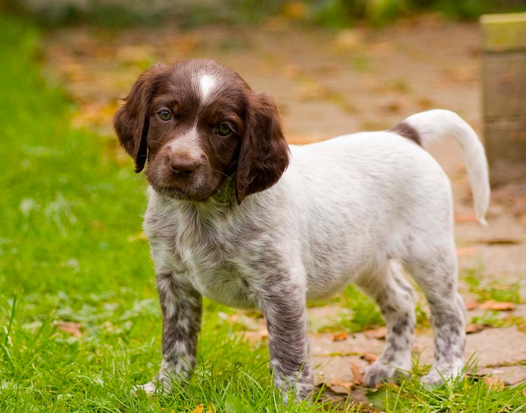 Cachorro de raza Gran Munsterländer