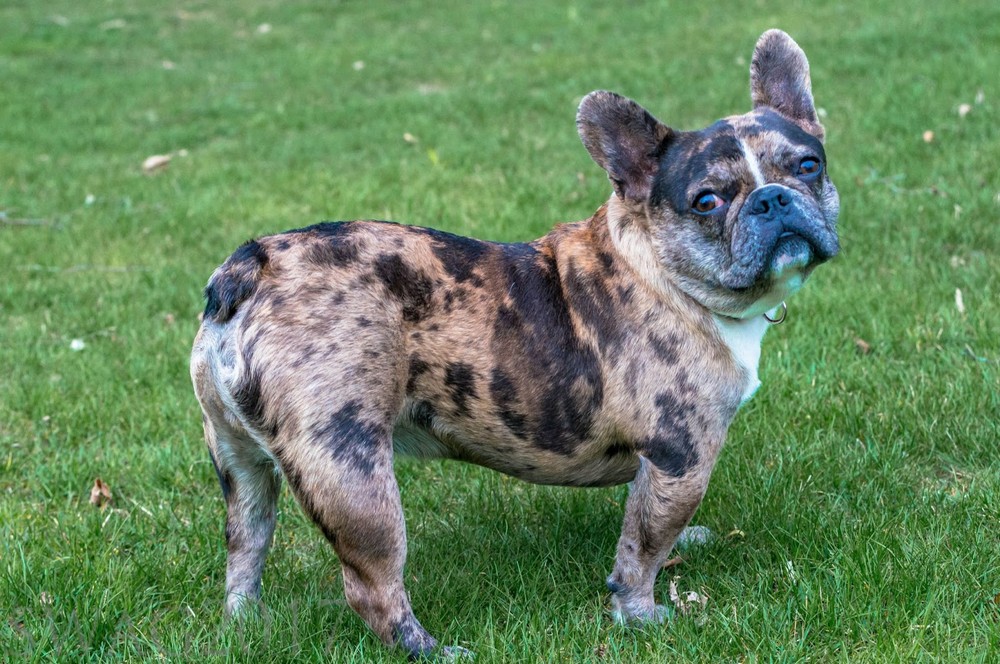 Color Merle en el bulldog