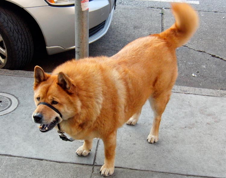 perro de raza chauski