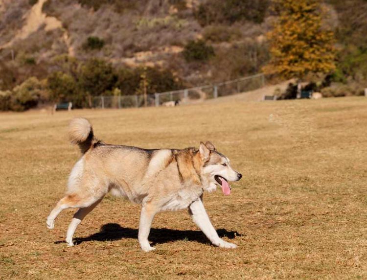 mestizo de husky y chow-chow