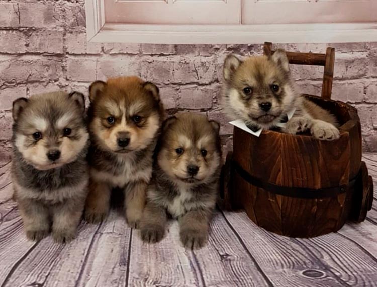 Cachorros de chauski