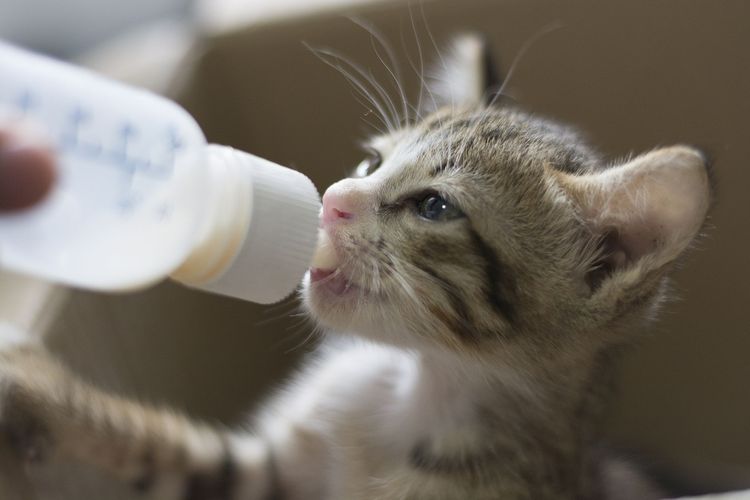 Alimentación del gatito con biberón