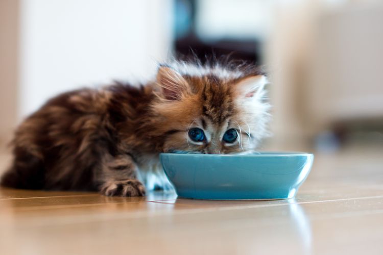 El gatito come