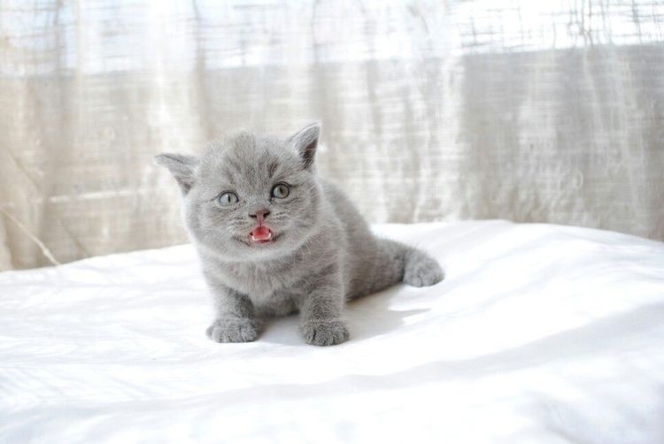 Gatito británico de 1 mes de edad