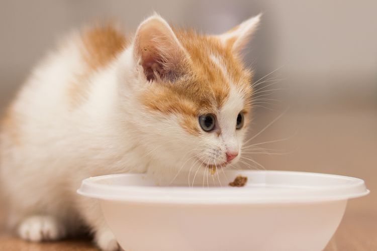 Gatito rojo comiendo