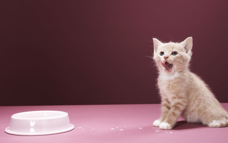 Alimentación del gatito de un mes