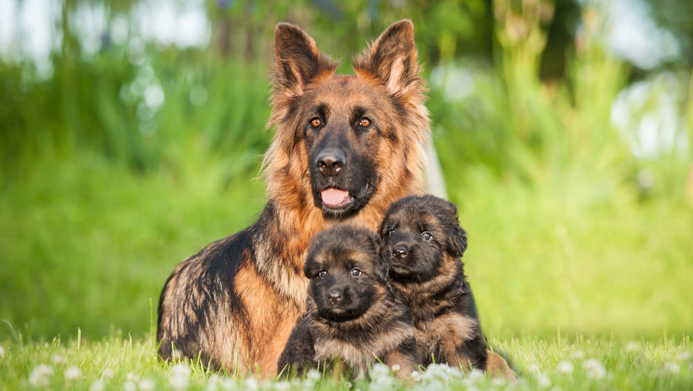 Dieta del pastor alemán - cómo alimentar a cachorros y perros adultos