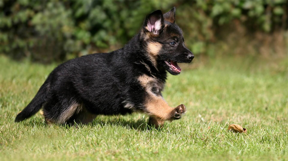 Cómo alimentar correctamente a un cachorro de pastor alemán