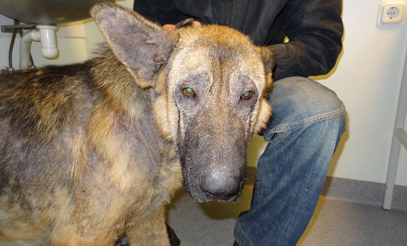 Hund mit Räude