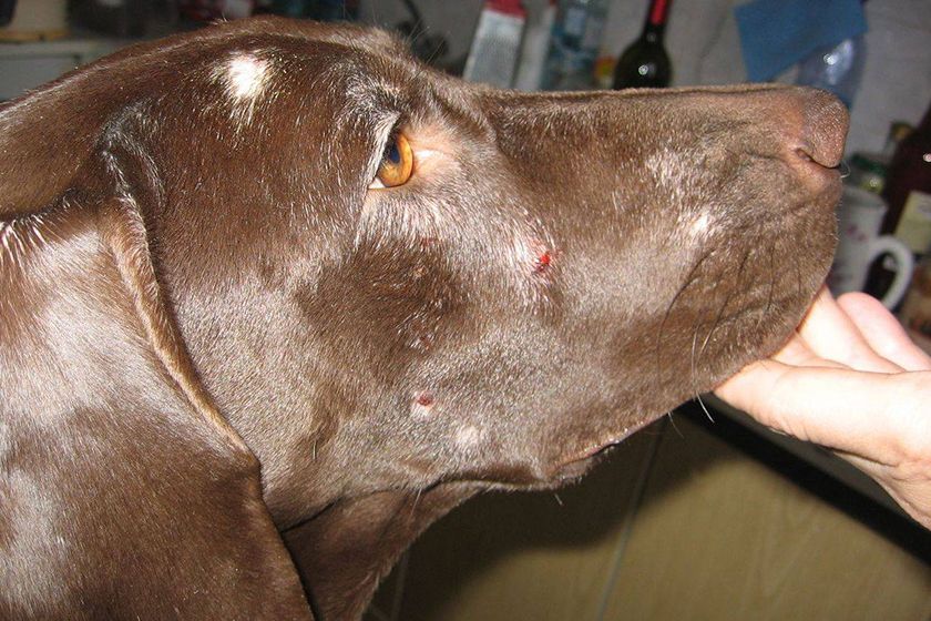 Kranker Hund