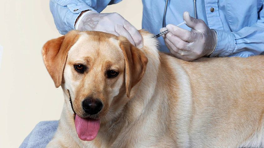 Impfung beim Hund