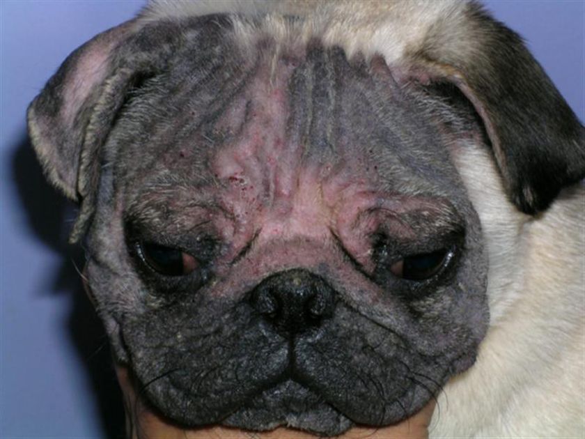 Hund mit Krätzmilbe