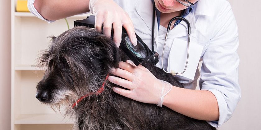 Räudemilbe beim Hund